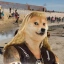 DOGEHUNTER image