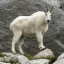 Goatye image