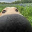 Snoot image